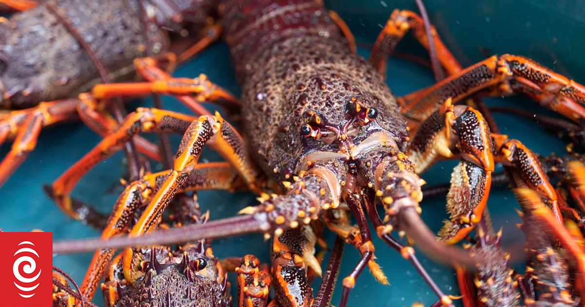Queenstown hotelier's false claims revealed after heli-crayfish case