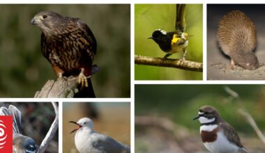 Bird of the Year: Voting begins today