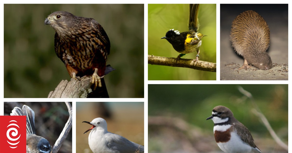 Bird of the Year: Voting begins today