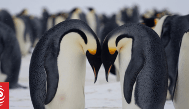 What caused the extinction of great penguins that roamed New Zealand?