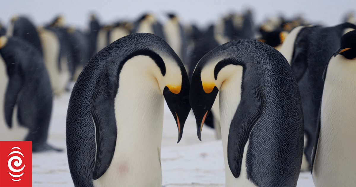 What caused the extinction of great penguins that roamed New Zealand?