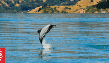 DOC introduces restrictions for Hector's dolphin viewing in the Akaroa harbour