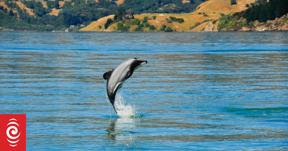 DOC introduces restrictions for Hector's dolphin viewing in the Akaroa harbour