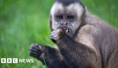 Escaped monkey 'went for a stroll' in Co Donegal