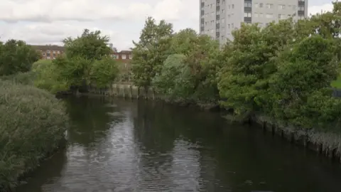 BBC A view of the River Roding in east London, with green reeds and trees lining the banks. Red-brick houses are visible on the left, and a tall grey tower block rises on the right under a cloudy sky.
