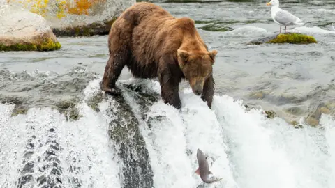 Guy Runco and the Katmai Conservancy A big brown bear fishes for leaping salmons