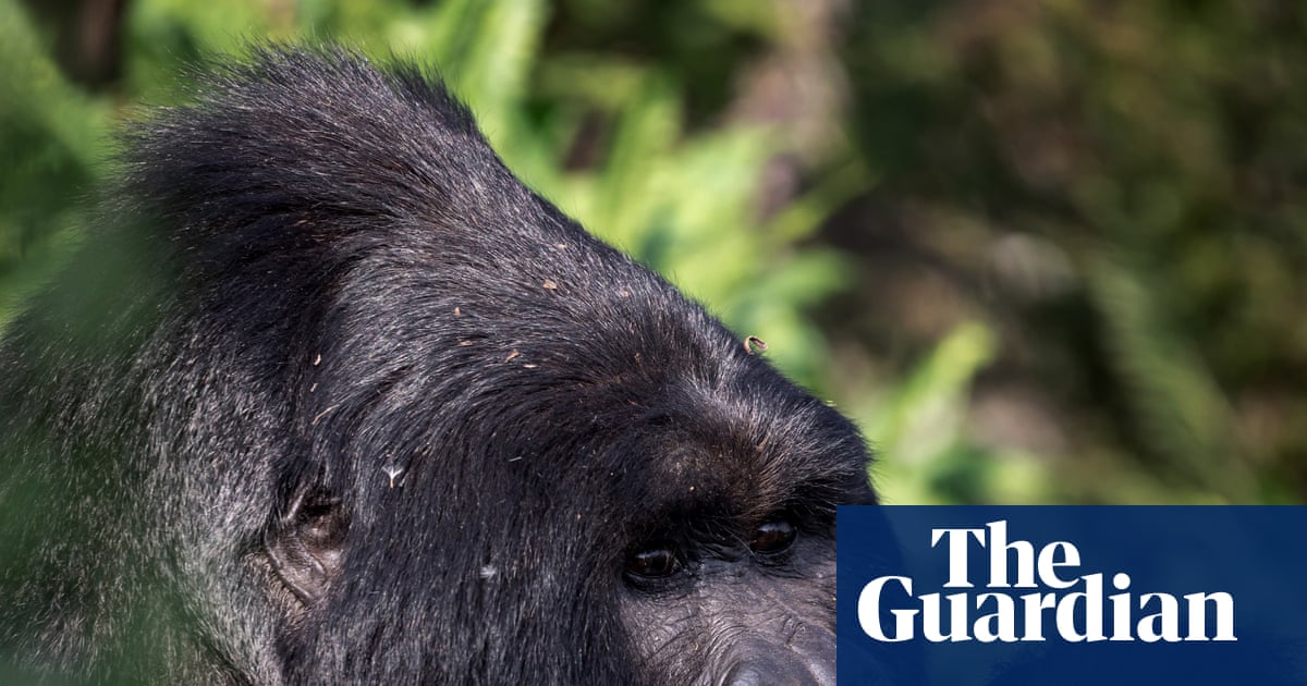 Mountain gorillas are back from the brink. But what happens if they run out of room? | Uganda