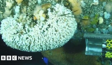Corals growing on North Sea oil rigs rehomed on artificial reef