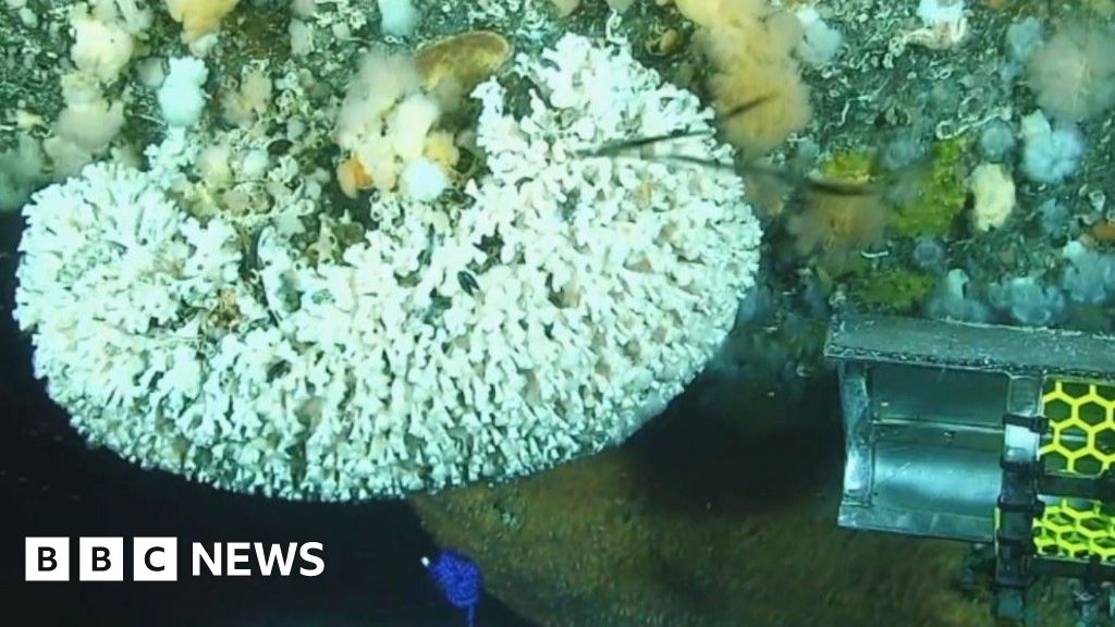 Corals growing on North Sea oil rigs rehomed on artificial reef