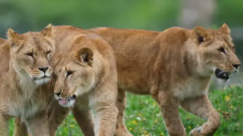 EPA Three young, sandy-coloured lions playing in a meadow.