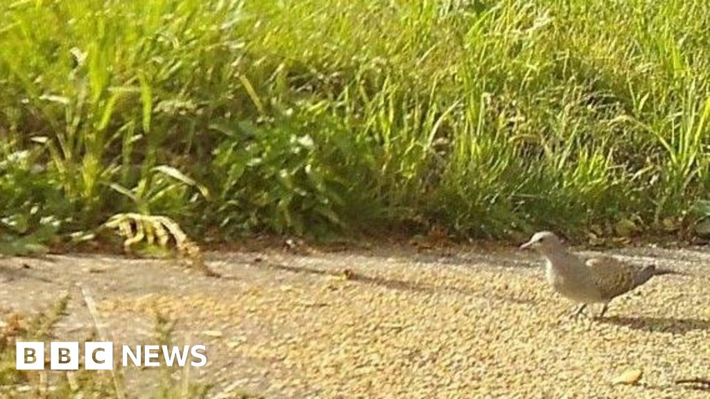 Rare turtle doves have baby in new home in Minster