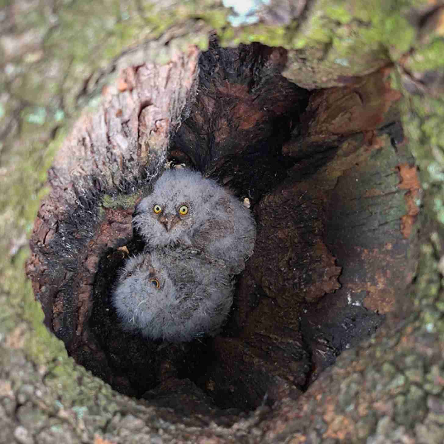 Two baby Euriasian owls sit in a tree stump looking outward at a camera