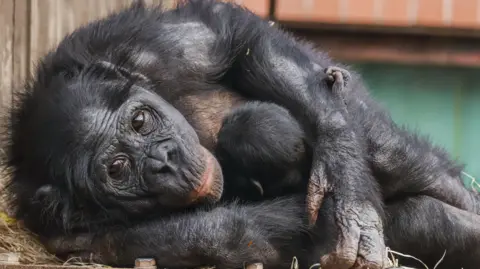 Adam Kay 11-year old bonobo Yuli looking at the camera while cuddling the newborn bonobo