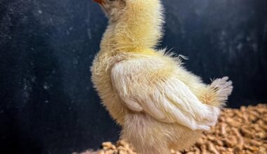 Genetic bioengineering firm steps closer to reviving the dodo