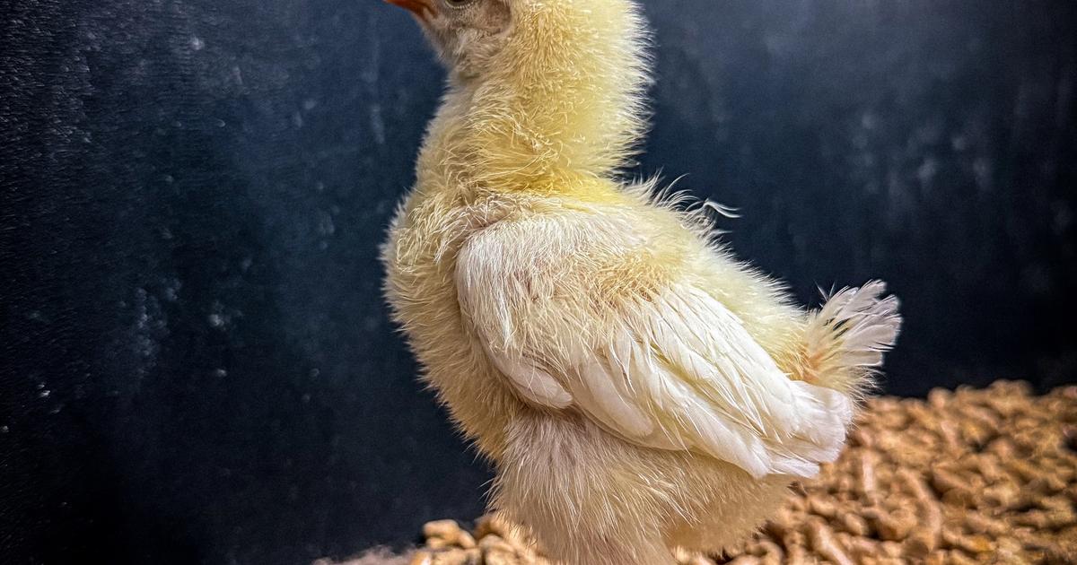 Genetic bioengineering firm steps closer to reviving the dodo