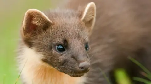 PA The animal was spotted in the Mendips by conservationists at the Patch Wilder project. 