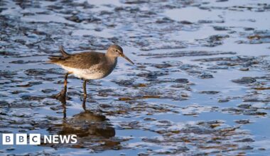 Dunston Staiths is a 'hidden gem' for wildlife