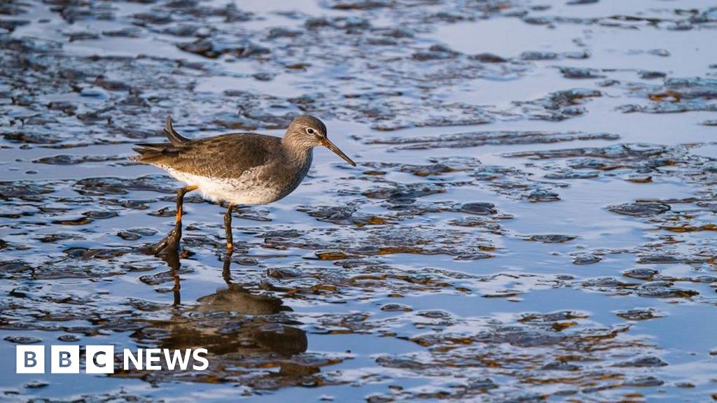 Dunston Staiths is a 'hidden gem' for wildlife