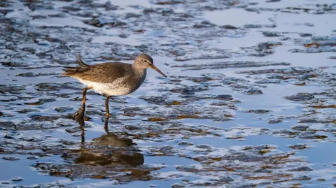 Wild Intrigue A bird wading across the mud. It has a speckled grey-brown back and a pale, mottled belly, while its red-orange legs are largely covered with mud. It's long orange bill is also caked in mud.