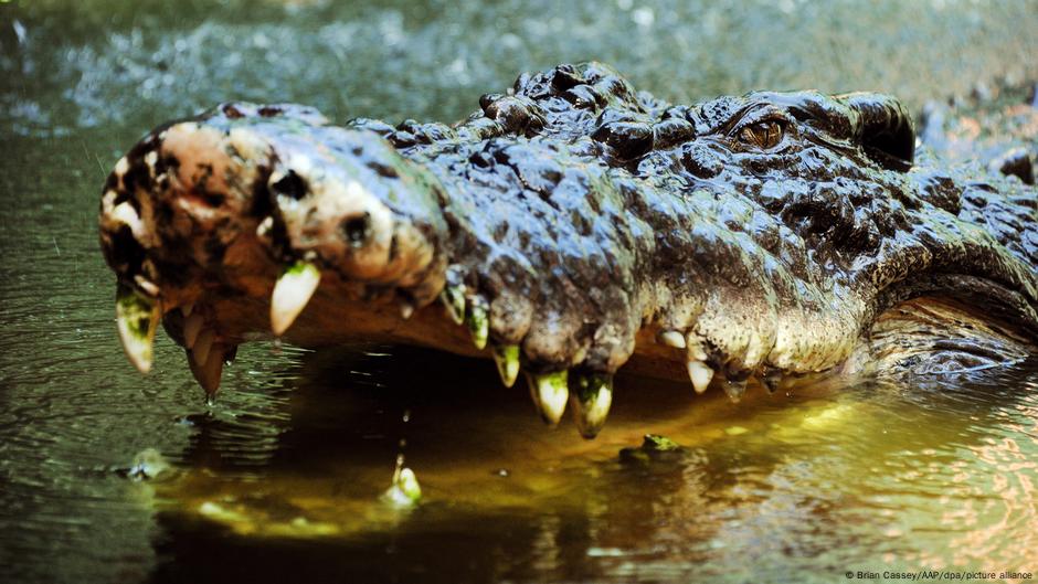 Crocodile wrestling influencer flouts wildlife rules – DW – 09/14/2025