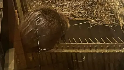 Rachael Cowens The back end of a beaver. He is sitting on a metal grill above water and looking down. You can see lots of straw or reeds on the water surface behind him 