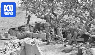 Tobruk Fig Tree cutting planted in Port Lincoln to honour Eyre Peninsula's Rats