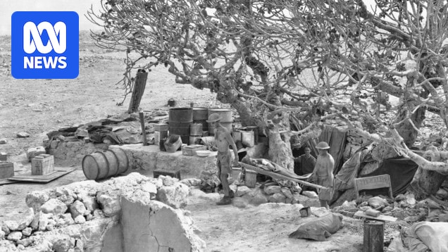 Tobruk Fig Tree cutting planted in Port Lincoln to honour Eyre Peninsula's Rats