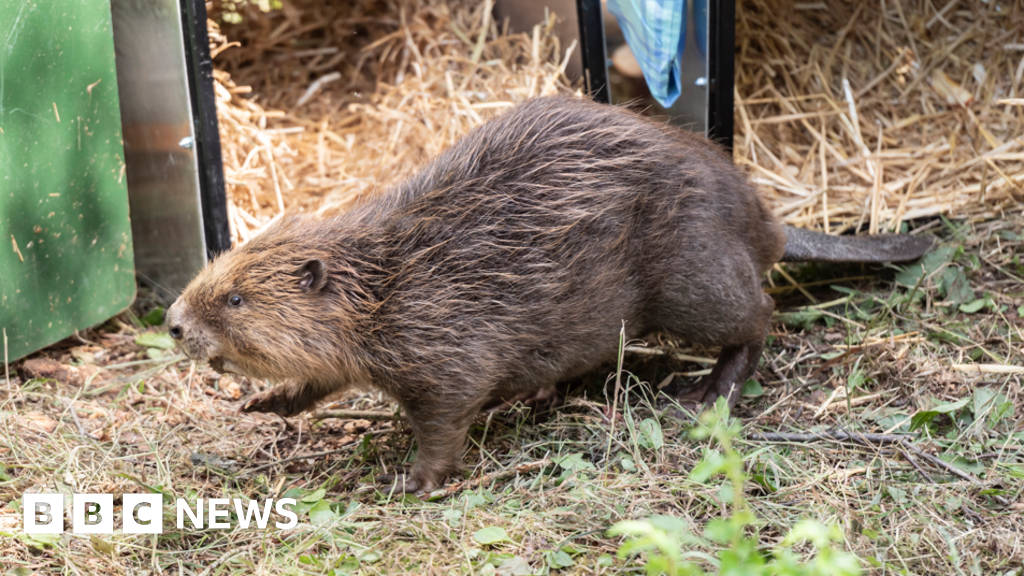 Beaver wild releases in England follow Steve's Great Escapes