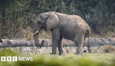 The lonely life and death of Delhi's only African elephant