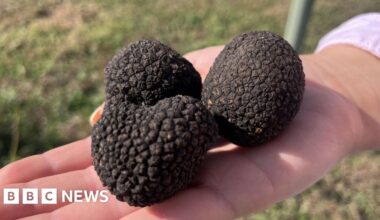 Scotland's warming climate 'ideal' for valuable truffle harvest