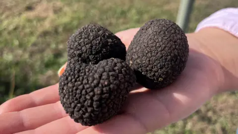 BBC Three truffles, with dark bobbly skin, being held in a flat palm in a sunny field.