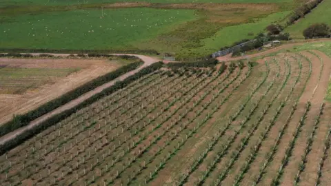 Several lines of small trees in protective sleeves form the orchard on the edge of a larger green field.