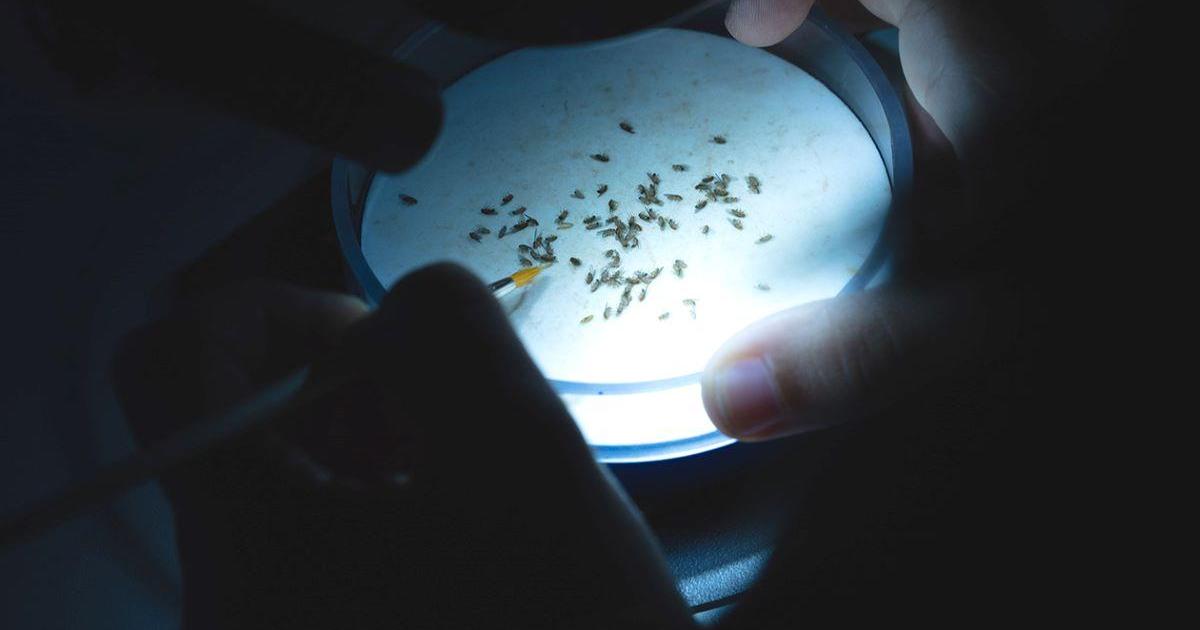 Targeting ALS through collaboration across continents