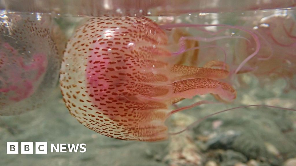 Dangerous mauve stingers jellyfish spotted off Welsh beaches