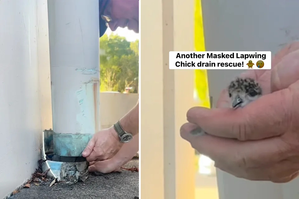The chick was eventually reunited with its parents, who were watching nearby. Source: The Wildlife Rescuer.