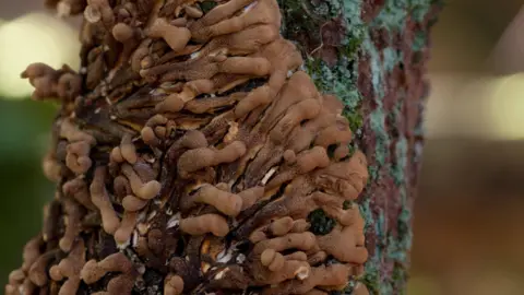 Vaughn Matthews/Cornwall Wildlife Trust Hazel Gloves - a type of fungus - growing on a tree branch.