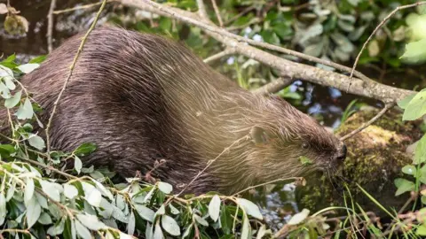 National Trust Images/Paul Harris A beaver fills most of the photograph. It is nestling on a bed of leaves with a tree branch above its back. He has brown fir and looks like he's just been swimming.