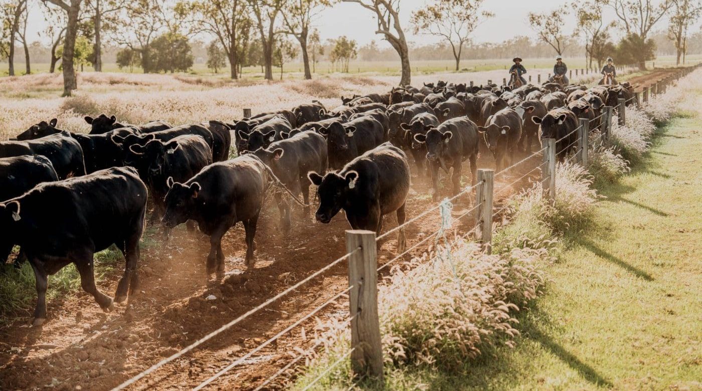 Trends to be aware of in commercial cattle breeding