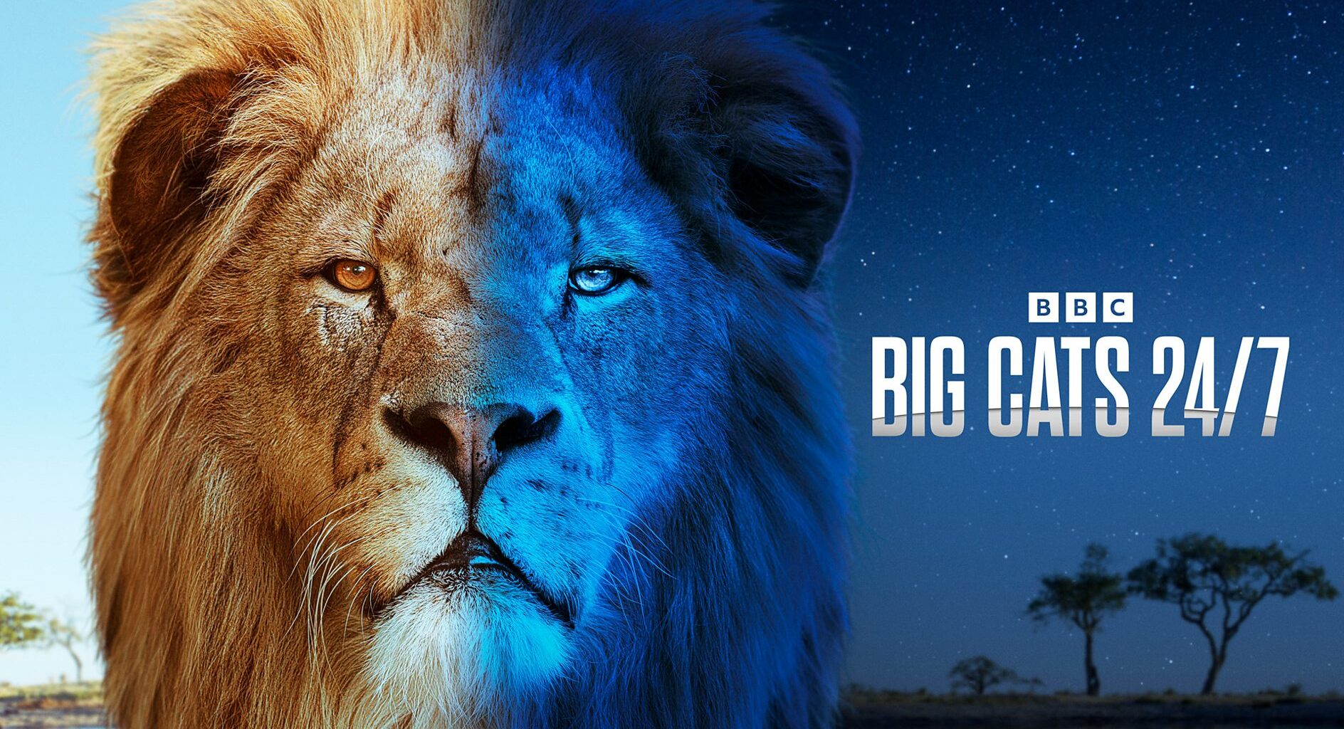How to watch Big Cats 24/7 Season 2 in the UK