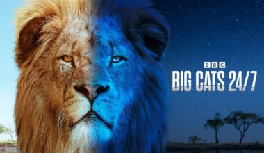 How to watch Big Cats 24/7 Season 2 in the UK