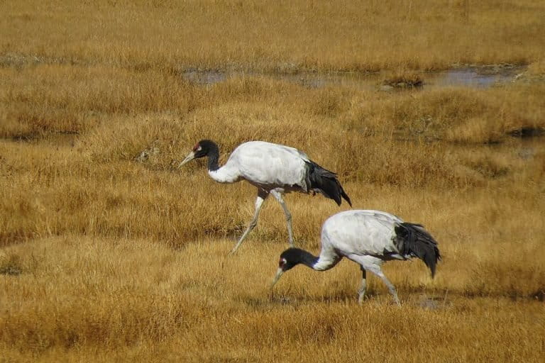 Black Necked Cranes