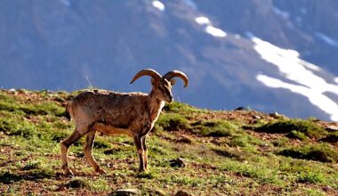 Nepal’s Himalayan biodiversity struggles with new herds and highways (commentary)