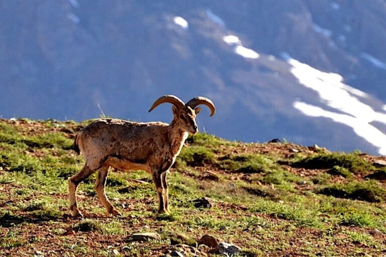 A male blue sheep (Pseudois nayaur). Image courtesy of Ksuryawanshi via Wikimedia Commons.