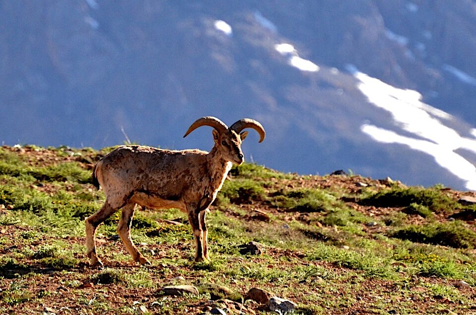 Nepal’s Himalayan biodiversity struggles with new herds and highways (commentary)
