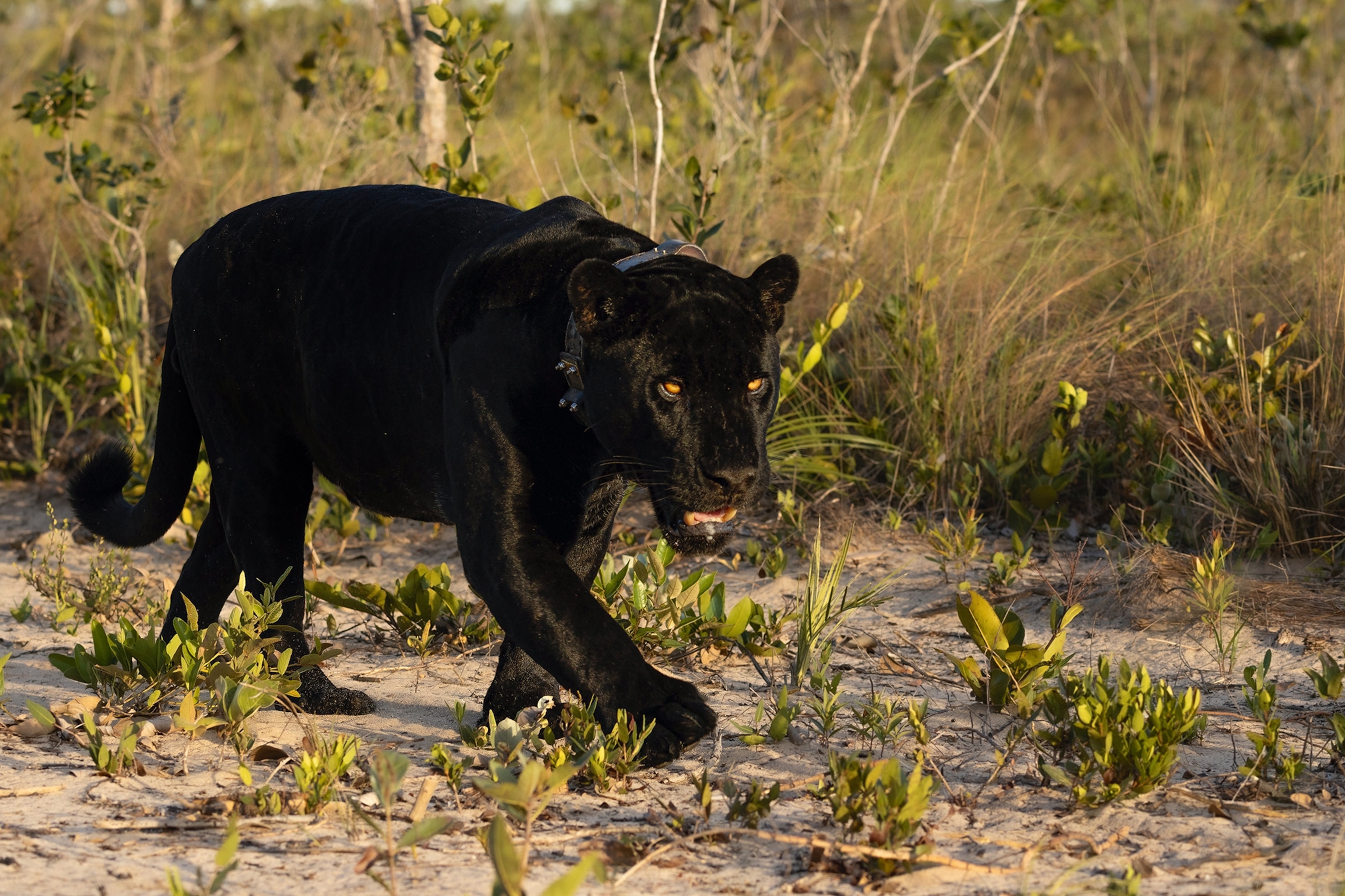 A close-up shot of a pacing Jaguar in the wild savannah.