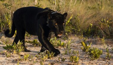 On the trail of black jaguars in Cerrado, Brazil
