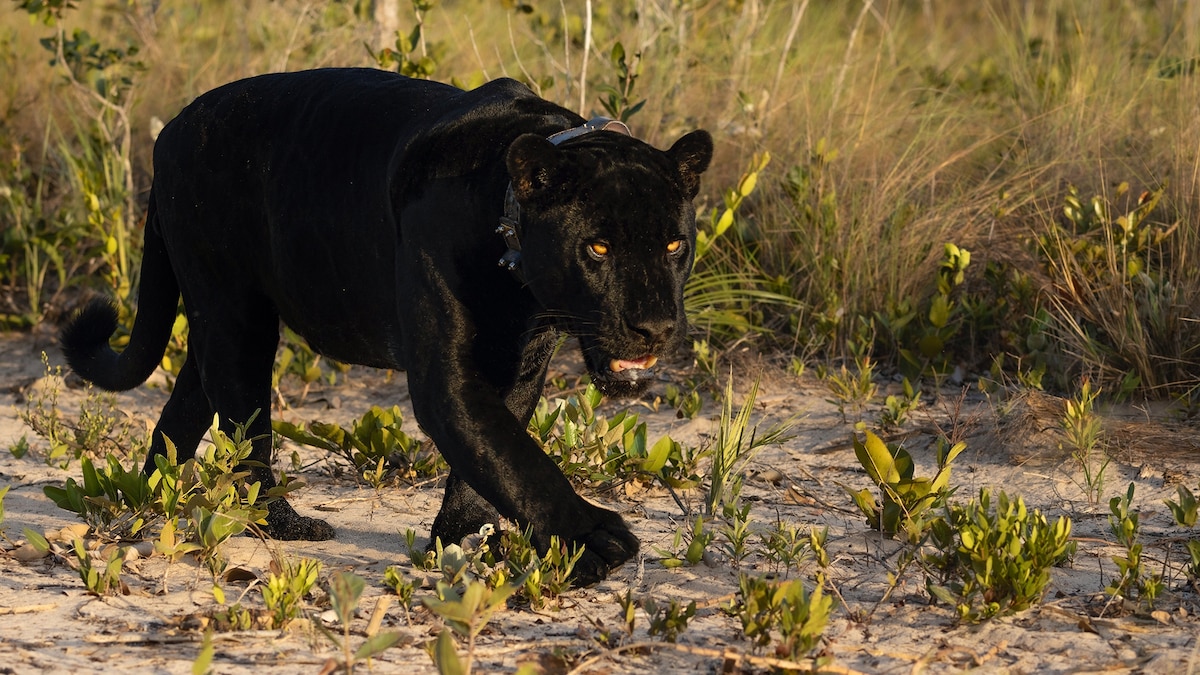 On the trail of black jaguars in Cerrado, Brazil