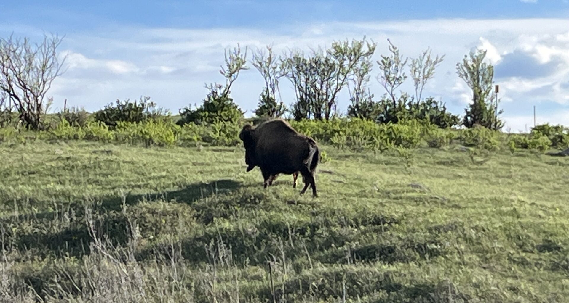 Sask. conservation group educates on the "genetic legacy" of bison - DiscoverMooseJaw.com