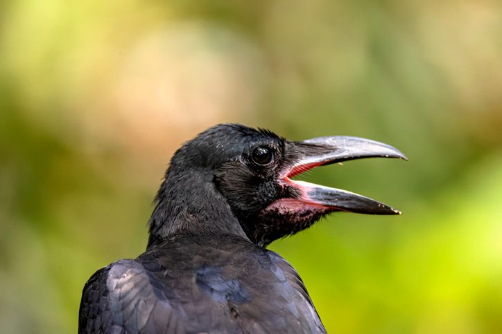 Scientists wore Dick Cheney masks and were mobbed by crows – here’s why