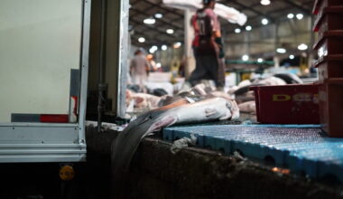 How we probed a maze of websites to tally Brazilian government shark meat orders